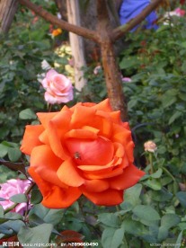 花开