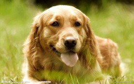 金毛犬