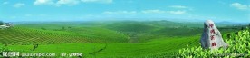 中国茶城 普洱 古茶树 茶园 茶山 万亩茶园 蓝天白云