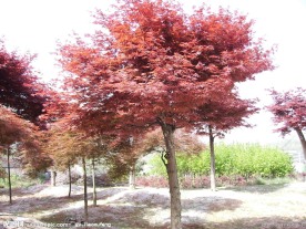 日本风景 樱花 自然