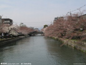 日本风景 河流 樱花