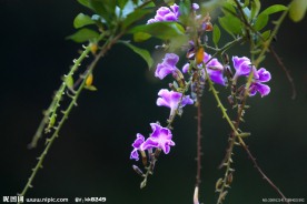 鲜花图片