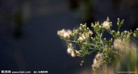 鲜花图片