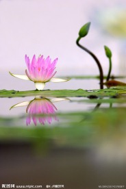 睡莲