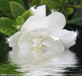 栀子花开