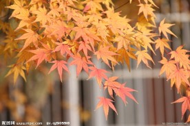 红枫