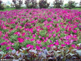 小红花