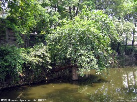 夏日风景