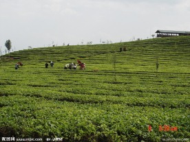 普洱茶 茶园 茶山 茶地 茶芽