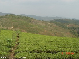 普洱茶 茶园 茶山 茶地 茶芽