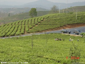 普洱茶 茶园 茶山 茶地 茶芽
