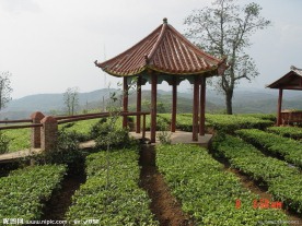 普洱茶 茶园 茶山 茶地 茶芽