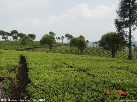 普洱茶 茶园 茶山 茶地