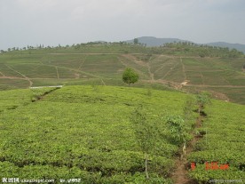 普洱茶 茶园 茶山 茶地 茶芽