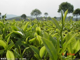 普洱茶 茶园 茶山 茶地
