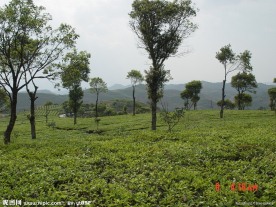 普洱茶 茶园 茶山 茶地