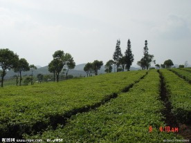 普洱茶 茶园 茶山 茶地 茶芽