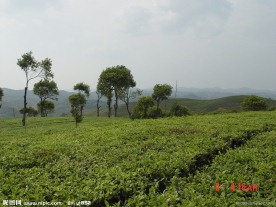 普洱茶 茶园 茶山 茶地
