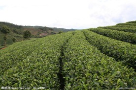 中国茶城 普洱茶 茶树 茶园 茶山