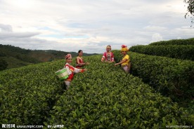 中国茶城 普洱茶 古茶树 茶园 茶山
