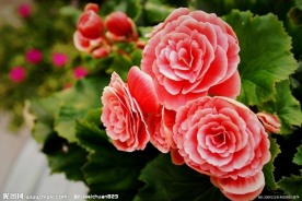 海棠花