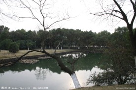 自拍的高清公园风景冬季的湖边小树