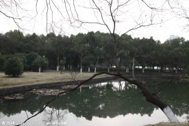 自拍的高清公园风景冬季的湖边小树