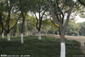自拍的高清公园风景树林