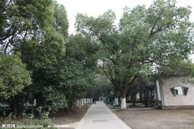 自拍的高清公园小径风景