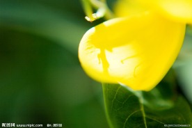 金丝桃008
