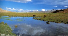 西藏风景 马 牦牛 湖 大草园 大草地 草园 蓝天白云
