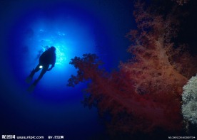 水底世界 海底世界 海洋 鱼