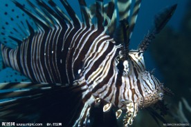 水底世界 海底世界 海洋 鱼