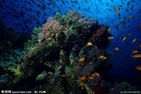 水底世界 海底世界 海洋 鱼
