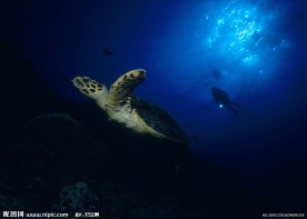 水底世界 海底世界 鱼