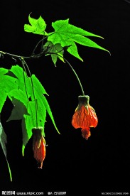 花卉09003