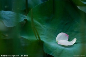 荷花010