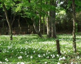 花草 花卉 草地 樹林