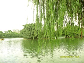 垂柳