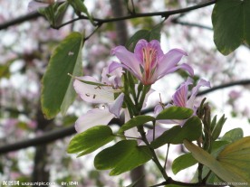 栀子树 栀子花