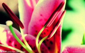 花蕊