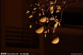 夜橘