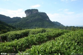 武夷山茶园