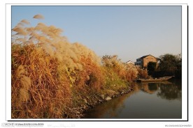 江南水乡风景 芦苇