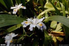 贴梗海棠 写真 2