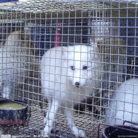 狐狸