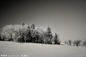 雪原