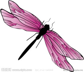 花纹蝴蝶