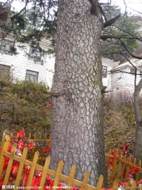 华山 祈福树