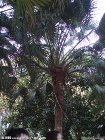 椰子树